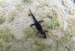 Ichthyosaura alpestris