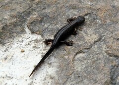 Ichthyosaura alpestris