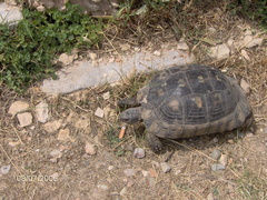 Testudo marginata