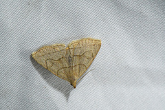 Zanclognatha pedipilalis