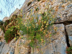 Linaria saxatilis