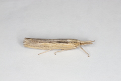 Pediasia trisecta