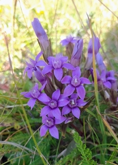 Gentianella germanica