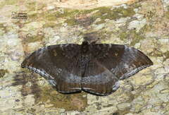 Cyclidia orciferaria