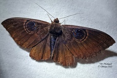 Erebus caprimulgus
