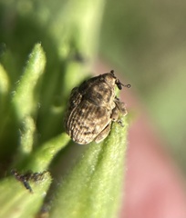 Acanthoscelidius acephalus