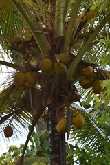 Cocos nucifera