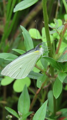 Leptophobia