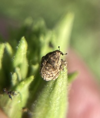 Acanthoscelidius acephalus