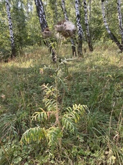 Cirsium decussatum