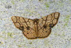Heterostegane subtessellata