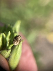 Acanthoscelidius acephalus