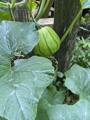 Cucurbita pepo