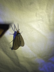 Ctenucha virginica