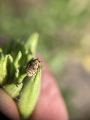 Acanthoscelidius acephalus