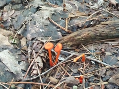 Hygrocybe cantharellus