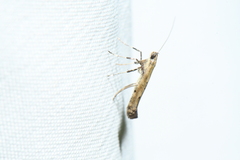 Caloptilia
