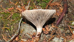 Ampulloclitocybe clavipes