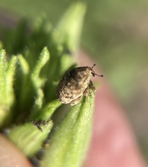 Acanthoscelidius acephalus