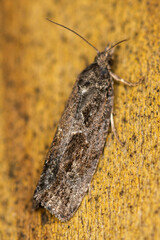 Endothenia quadrimaculana