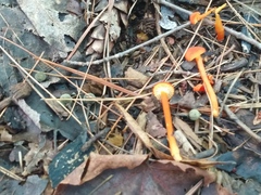 Hygrocybe cantharellus