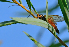 Opheltes glaucopterus