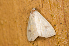 Rivula sericealis