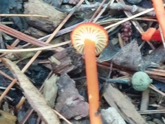 Hygrocybe cantharellus