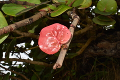 Coccoloba uvifera