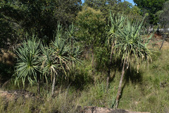 Pandanus cookii
