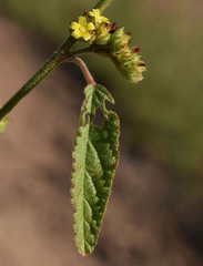 Waltheria indica