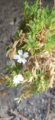 Cerastium arvense