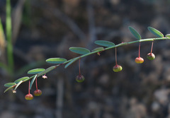 Phyllanthus virgatus