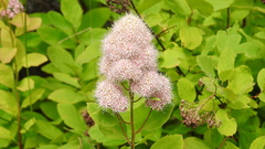Spiraea betulifolia