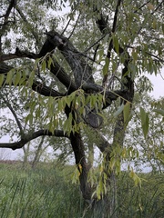 Salix amygdaloides