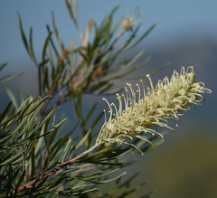 Grevillea banksii