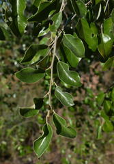 Petalostigma pubescens