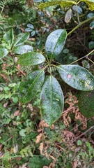 Cissus hypoglauca