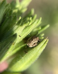 Acanthoscelidius acephalus