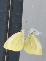 Pieris