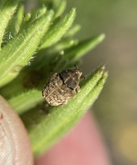 Acanthoscelidius acephalus