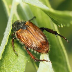 Strigoderma arbicola