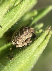 Acanthoscelidius acephalus