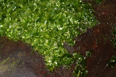 Ulva