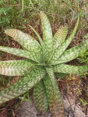 Aloe