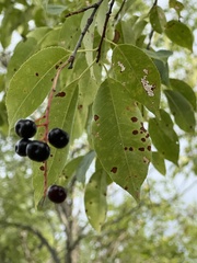 Prunus pensylvanica