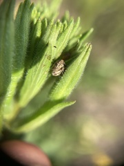 Acanthoscelidius acephalus