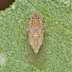 Cixiidae