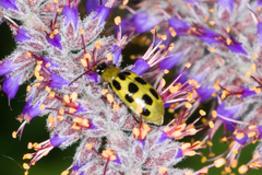 Diabrotica undecimpunctata