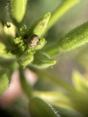 Acanthoscelidius acephalus